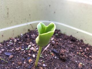 ひまわりの双葉が開かないのですが どうしたら良いですか ひまわり Yahoo 知恵袋