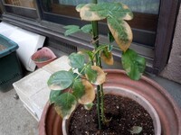 バラの葉のまわりが茶色に枯れてくる 病気なのですか 対応の農薬を Yahoo 知恵袋