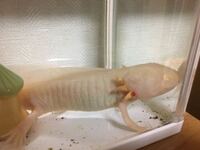 うちで飼ってるウーパールーパーに赤いできものができてしまいました なに Yahoo 知恵袋