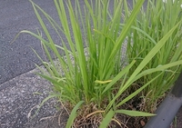 この雑草の名前は 先日草むしりしていたところ 非常に手ごわい雑草に出く Yahoo 知恵袋