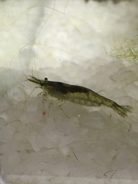 このエビの種類は何でしょうか 京都市内の鴨川で採れたエビです 川の中で Yahoo 知恵袋