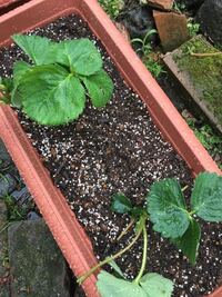 イチゴの苗を購入したのですが ランナーが見当たらず 植える方向 Yahoo 知恵袋