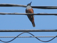 鳥についてお聴きしたいのですが カエルのようにゲロゲロ鳴く この鳥 Yahoo 知恵袋