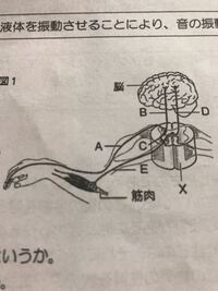 意識して起こす反応 という理科の勉強なんですけど この場合どのように伝 Yahoo 知恵袋