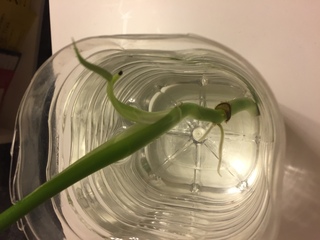 水差し モンステラ