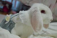 ウサギの目の色についつて うちのウサギさんは真っ白です 目の色がお母さんウサギ Yahoo 知恵袋