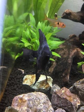 エンゼルフィッシュについて 元気があって餌もよく食べるの Yahoo 知恵袋