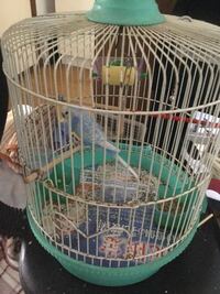 セキセイインコなどの鳥類の鳥かごについて 鳥かごって丸っぽいものよ Yahoo 知恵袋