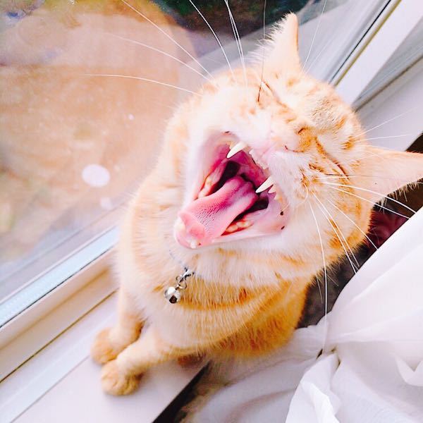 うちの猫（漱石）の口の中に黒い模様があります。なんなんですかコ 