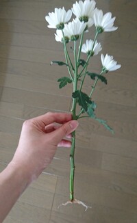 切り花の菊に根が生えてきました このあとどうするのがいいです Yahoo 知恵袋