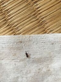 畳に現れているこの虫はなんですか おはようございます Yahoo 知恵袋