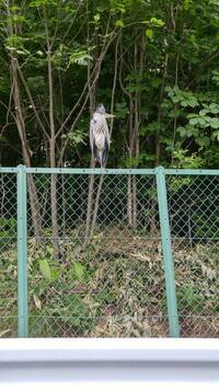 北海道札幌市のイオンの駐車場入り口にカラスに囲まれているこの鳥はなんて Yahoo 知恵袋