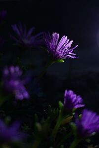 この花の名前は何といいますか 和名と英名を教えて下さい Yahoo 知恵袋