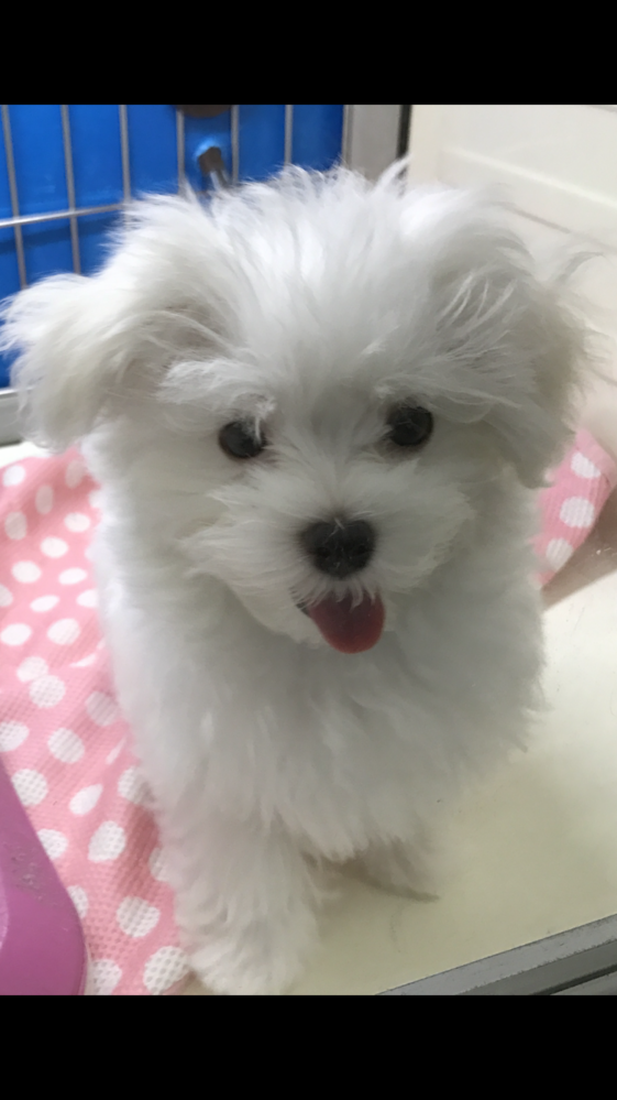 この子はマルチーズですか マルチーズにしてはどこかお顔が違う のか Yahoo 知恵袋