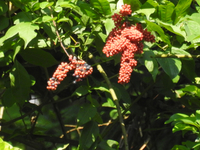 この赤い房状の実をつけている植物の名前を教えてください 6月 Yahoo 知恵袋
