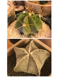 サボテンに白い綿状の点が見受けられるようになりました これは果たして害虫 ワタカ 教えて 住まいの先生 Yahoo 不動産