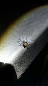 この寄生虫について教えてください 先ほどカマキリや魚の寄生 Yahoo 知恵袋