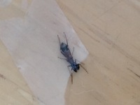 この蟻は害ありますか 家に出るので困ってます アリグモと聞きま Yahoo 知恵袋