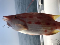 昨日釣れた魚ですが食べられるのでしょうか 初めて釣った魚で図 Yahoo 知恵袋