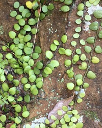 まりもは光合成しますが 他の植物と同じように胞子や種子で繁殖しな Yahoo 知恵袋