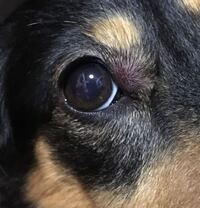 犬の顔 目が腫れてきたのですが 今日夕方 ３０分ほど買い物に行って Yahoo 知恵袋