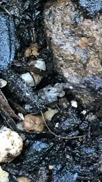 ダンサー イン ザ ダークでいくつかわからないことがあるので教えて Yahoo 知恵袋