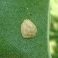梨の木の葉の裏に虫の卵がありました 3ミリ程の細長いものが密集して 1 Yahoo 知恵袋
