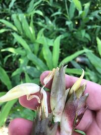 ミョウガについてです 花が咲いたミョウガは食べれますか 花 Yahoo 知恵袋