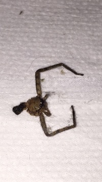 家の中で蜘蛛に噛まれたかもしれません この蜘蛛の名前分かる方 Yahoo 知恵袋