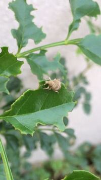 写真ありこの灰色のお尻に白い線がある虫の名前教えてください 大きさは8 Yahoo 知恵袋