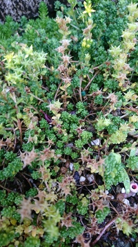スナゴケの状態について花壇で苔を育てていますが 今月に入ってから黄色い Yahoo 知恵袋