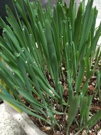 マロウの苗を植えましたが 葉っぱばかりが大きく育って花がつきませ Yahoo 知恵袋