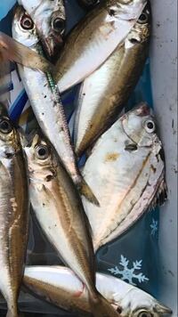 メゴチについて メゴチの見分け方について教えてください シロギ Yahoo 知恵袋