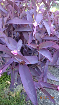 この植物は何という名前でしょうか ムラサキゴテン 紫御殿 Yahoo 知恵袋