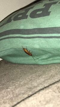 これは ゴキブリですか 入ってきたんじゃ無いかなと思っていますがどうす Yahoo 知恵袋