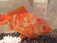 プレコが 金魚のエサを喜んで食べるんですが 粒状の物 大丈夫ですか それに加え Yahoo 知恵袋
