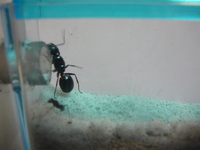 女王アリ捕まえました というか使ってなかった植木鉢を使おうと中の土を出 Yahoo 知恵袋