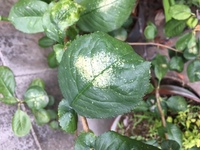 ボケの葉の病気について教えてください 表面に薄黄色い粉のよう Yahoo 知恵袋