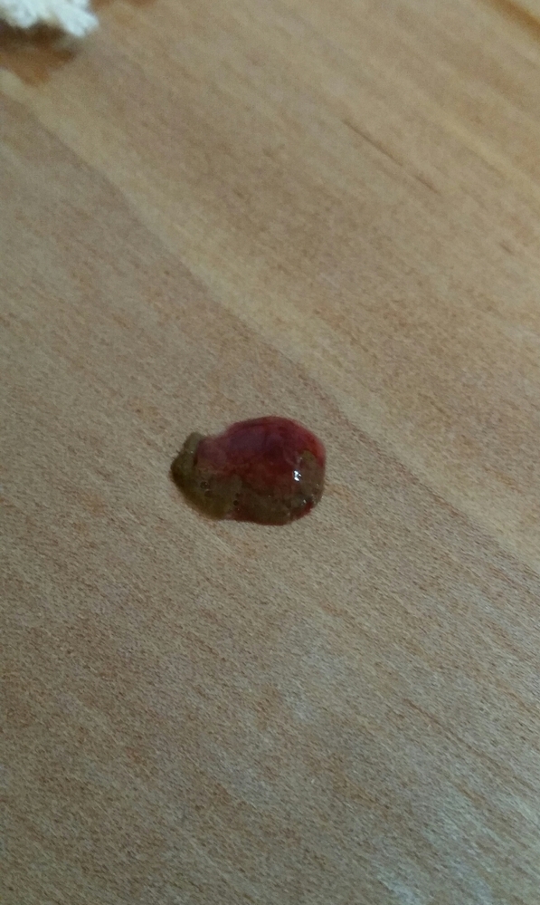 猫が便をした後にお尻から血が出ていました。切れ痔でしょうか。今日は 