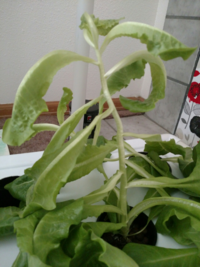 サニーレタスが上に伸びてしまいます なぜでしょうか 花 Yahoo 知恵袋
