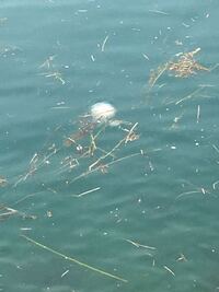 このピンクのクラゲの名前教えてください 触れたら危ないやつですか Yahoo 知恵袋