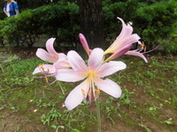 この彼岸花に似た花は何でしょう ナツズイセン 夏水仙 Yahoo 知恵袋