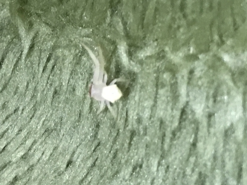 白い蜘蛛が家にいました これは珍しいことなんですか それと Yahoo 知恵袋