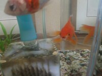 水槽で飼ってる金魚が激しく敷き詰めた石をつつくのはどうしてでしょう 餌が足り Yahoo 知恵袋