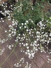 この小さな白い丸い花は何ていう名前ですか オオバナカス Yahoo 知恵袋