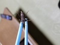 家の中にカミキリムシが居て 家中そこらに卵を産み付けられました カ Yahoo 知恵袋