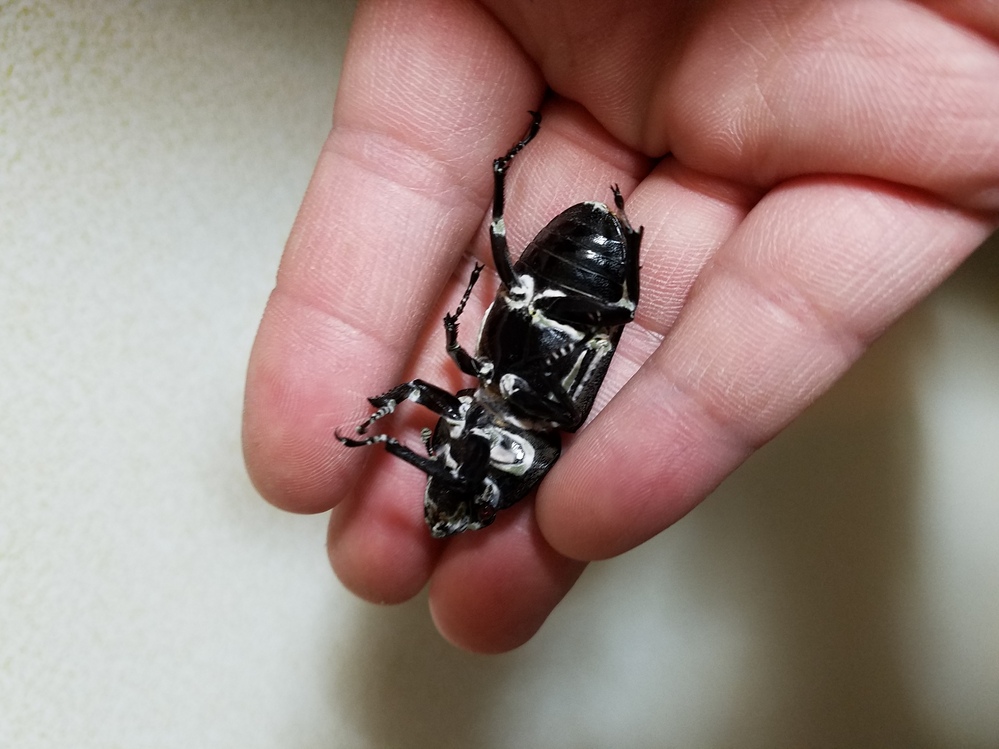クワガタの死骸についてです。オオクワガタのメスが死んでしまったので 