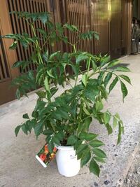 今日8 10にノウゼンカズラの苗が半額になっていたので買って Yahoo 知恵袋