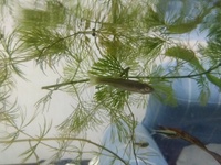 これは黒メダカでしょうか 野外採取したので カダヤシだった場合は違法 Yahoo 知恵袋