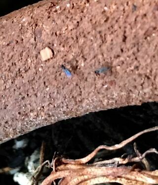 室内に置いている観葉植物の土に写真の虫が発生しました コバエの一 Yahoo 知恵袋